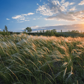 Agriculture and Biodiversity