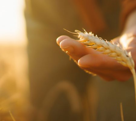 UAFP Study: «Roadmap» for transforming Ukraine’s agricultural sector