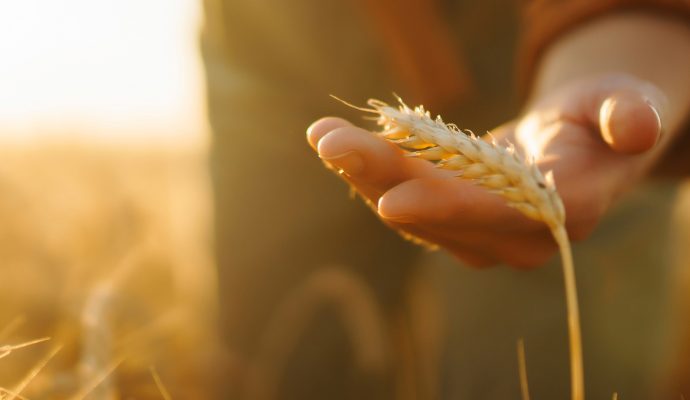 UAFP Study: «Roadmap» for transforming Ukraine’s agricultural sector
