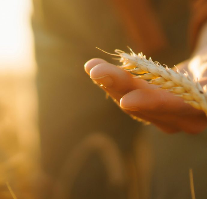 UAFP Study: «Roadmap» for transforming Ukraine’s agricultural sector